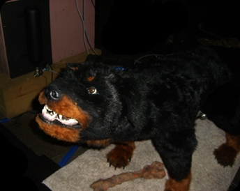 RABID ROTTWEILER